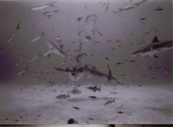Its a Feast

Bahamas, Sea & Sea 16mm wide angle, single... by Steven Whitehead 